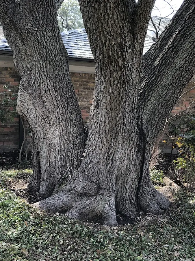 Mature heritage tree close to a Cusseta property cared for by certified arborists